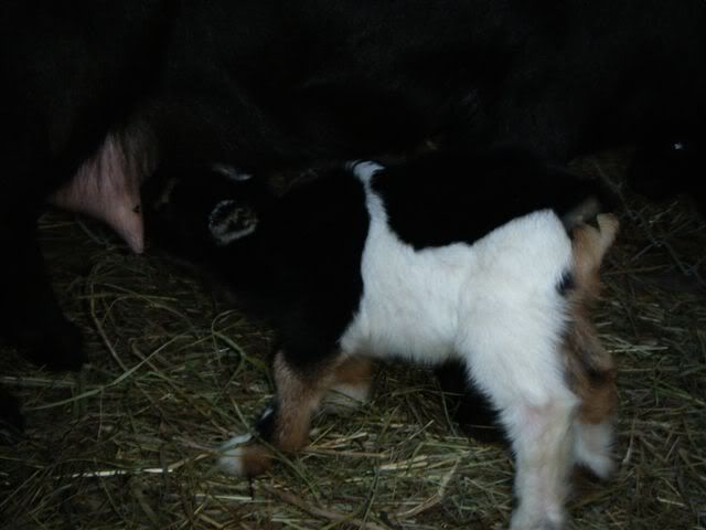 Pics of my new Nigerian triplets-please look - Goats