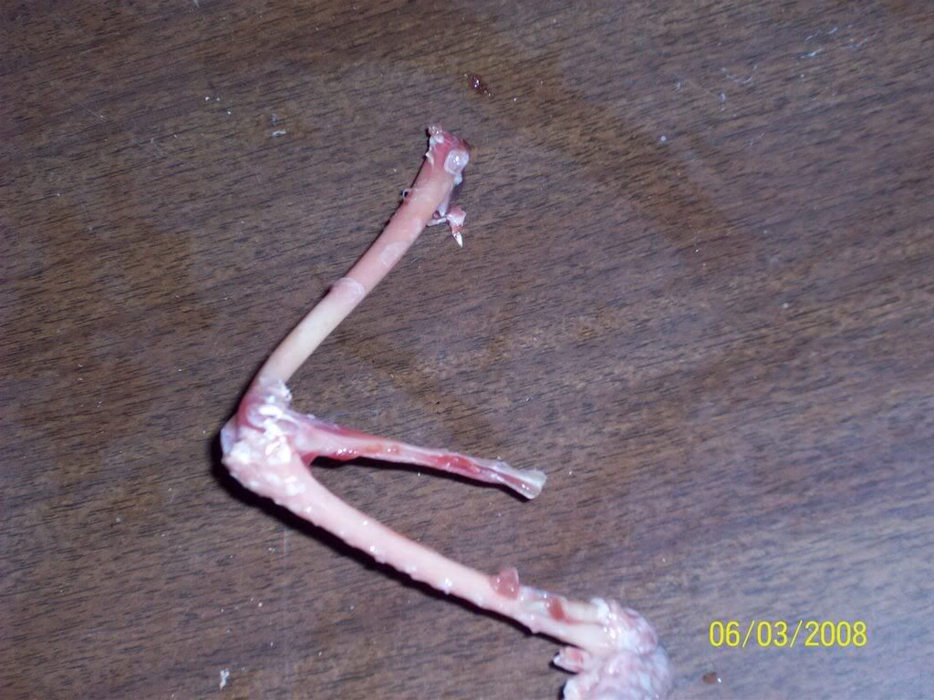 what's the best way to fix broken wing bones like these