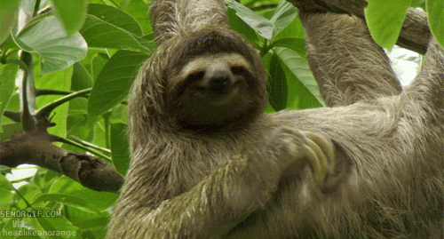 Reasons Sloths are the Best