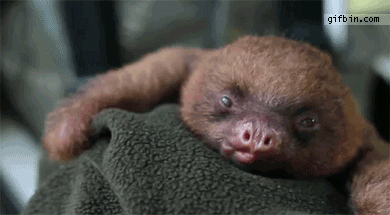 sloth-yawn.gif