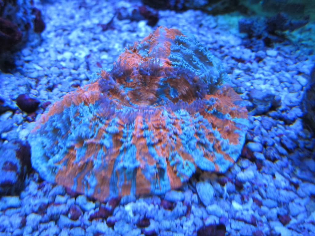 scoly coral care scoly