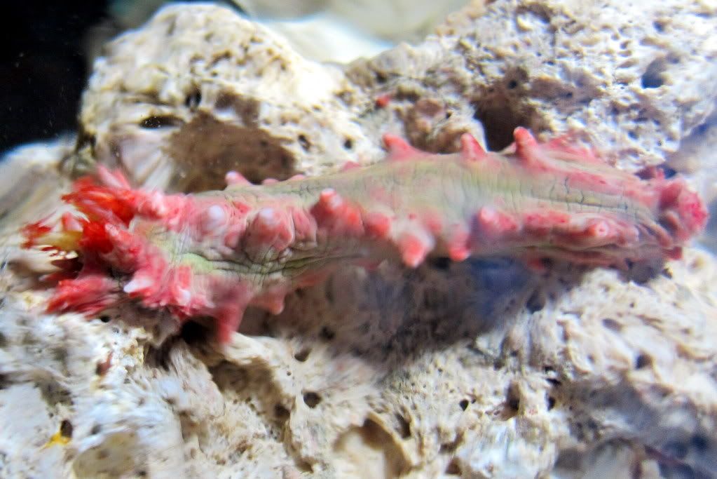 Sea Cucumber For Reef Tank at Clifford Bergeron blog