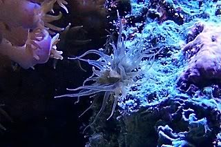 Aquarium Pests: Anemones (Majanos Aiptasia etc) Reef #39 d Up Aquatics