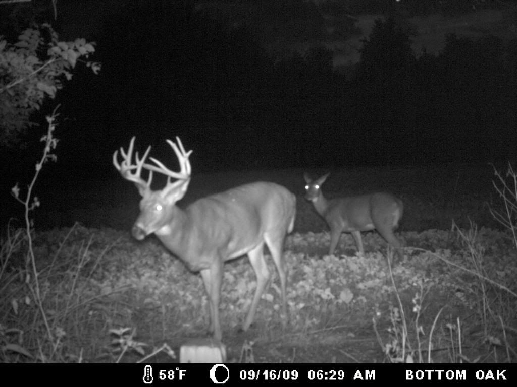 trail cam deer