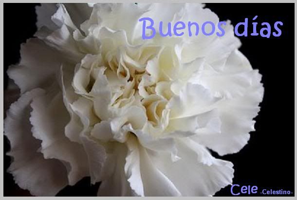 Clavel_blanco_B_Das.jpg picture by cele19331_sol