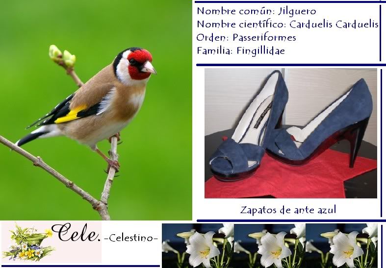 Jilguero_zapatos.jpg picture by cele19331_sol