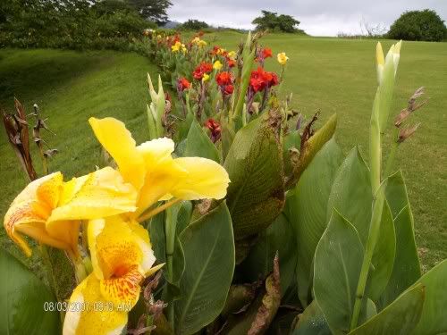 floresdelcampo1.jpg picture by cele19331_sol