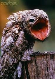 The%20Great%20Potoo_zpsgdouwoow.jpg