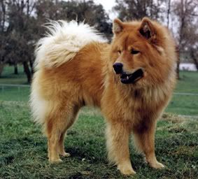 eurasier_629_6.jpg