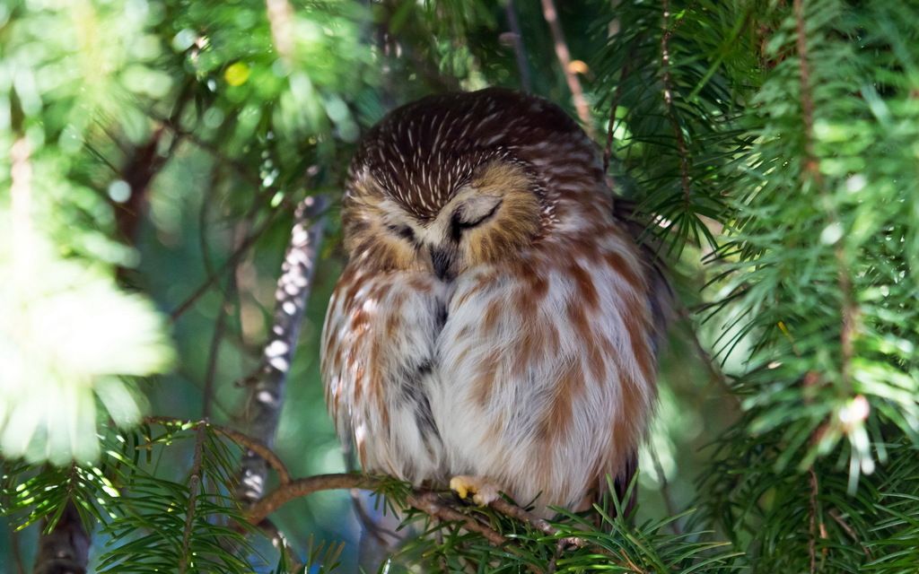 sleeping-owl_zpskcw0vgdu.jpg