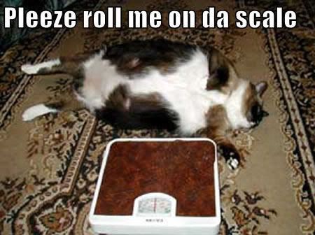 fat-cat-scale.jpg Fat cat lol picture by XBeckaLeckaX