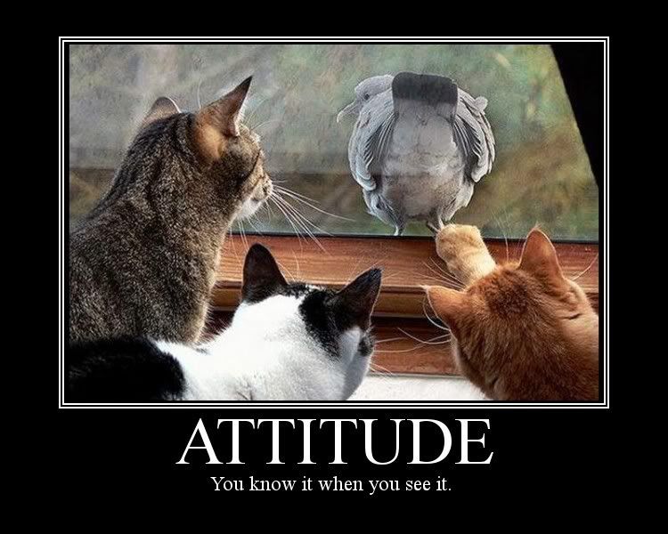 [Image: MotivationalPoster--Attitude--3Cats.jpg]