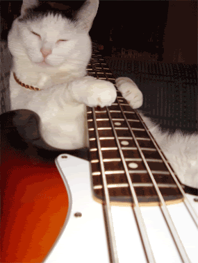 Bassist Cat