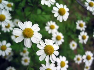 chamomile