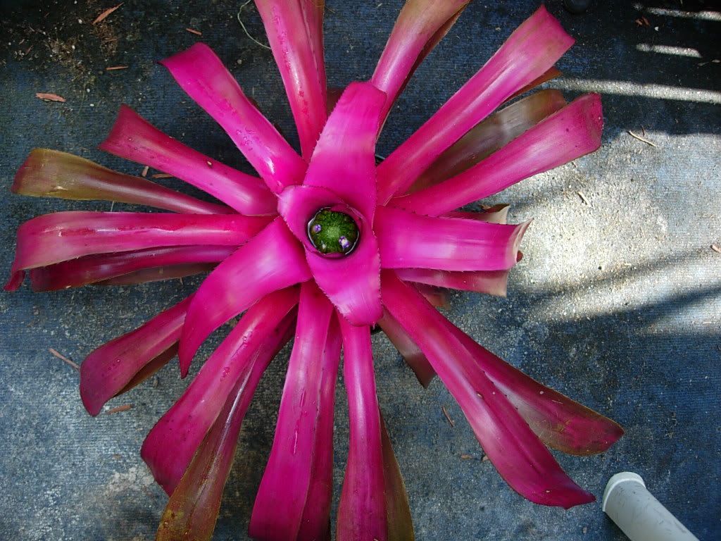 DSCN6568.jpg