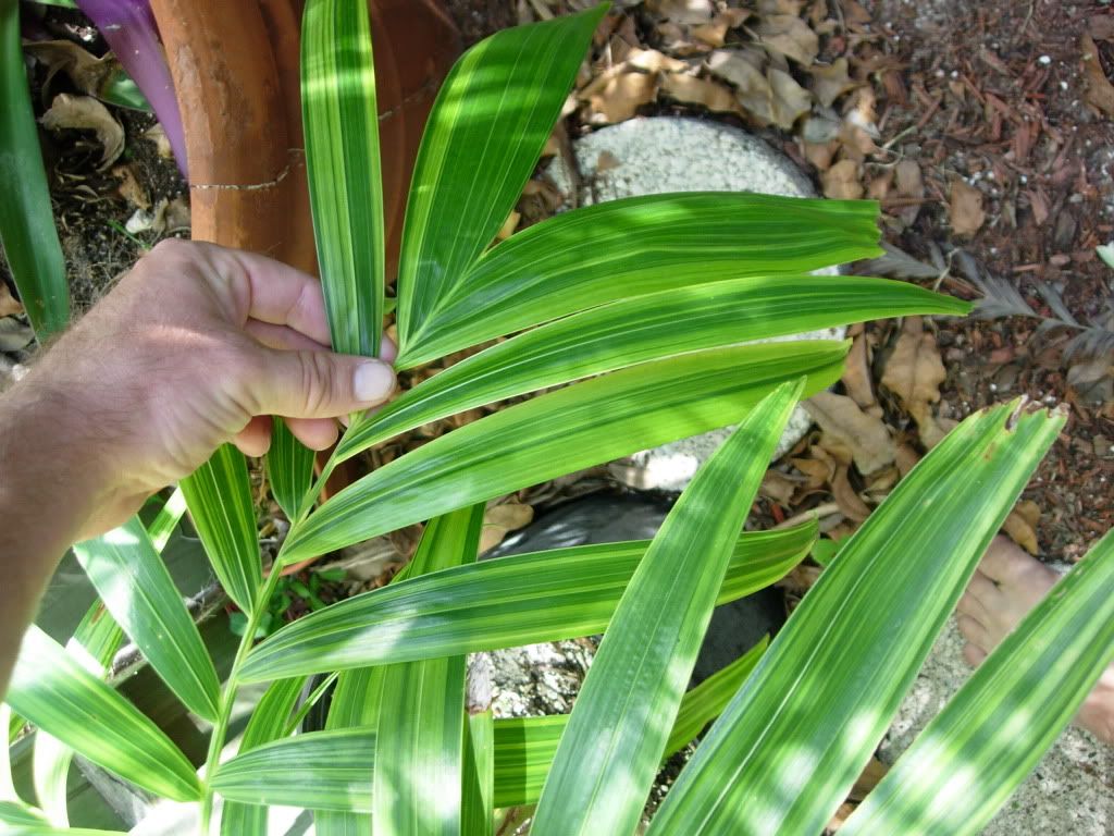 DSCN7247.jpg