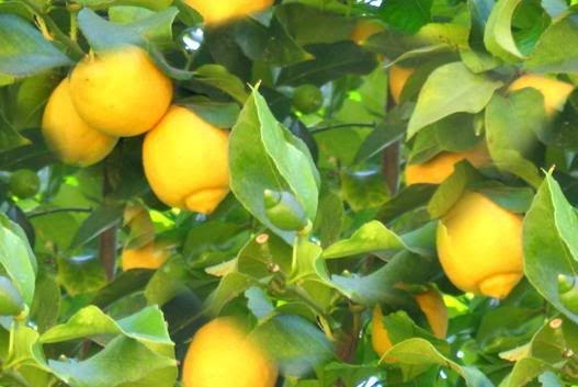 -lemon-tree-background.jpg LEMON image by desertratlive
