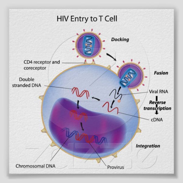 Вирус иммунодефицита человека атакует иммунную клетку - лимфоцит, распознавая на ней рецепторы CD-4 и корецепторы, которые в норме служат клетке для выполнения ее функций.