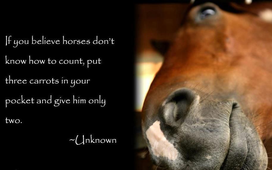 Horse Math 101 Chronicle Forums