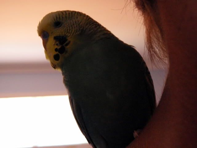 P1050079.jpg
