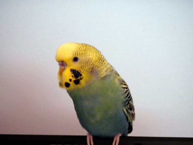 P1050084.jpg