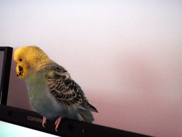 P1050085.jpg