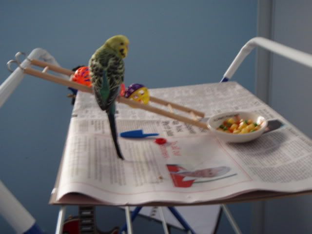 P6280006-1.jpg
