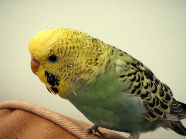 PB080001.jpg