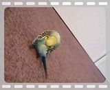 th_P8170017AVI.jpg