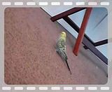 th_P8170019AVI.jpg