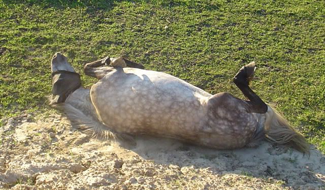 Merrie en veulen (2 mnd oud) in het water • Bokt.nl