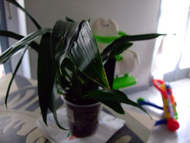 2008_03050124.jpg