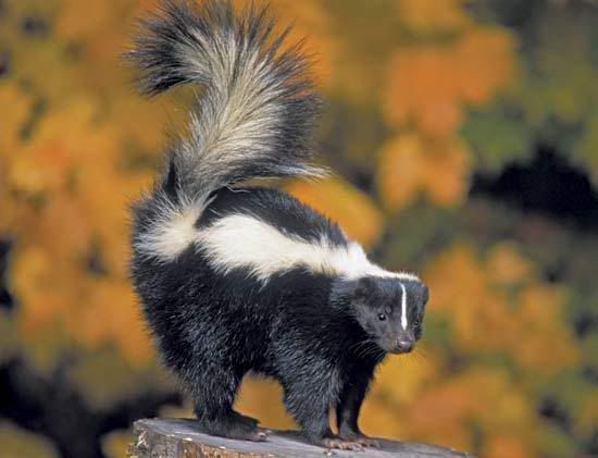 Skunk Pictures, Images and Photos