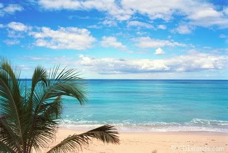 bright beach wiht tip of palm tree