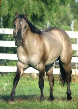 Grulla Quarter Horse Pictures, Images and Photos