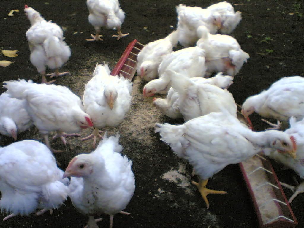 My 45-Day Broilers