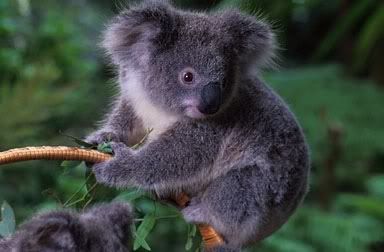 koala bear=) Pictures, Images and Photos