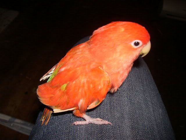 Red Lovebird