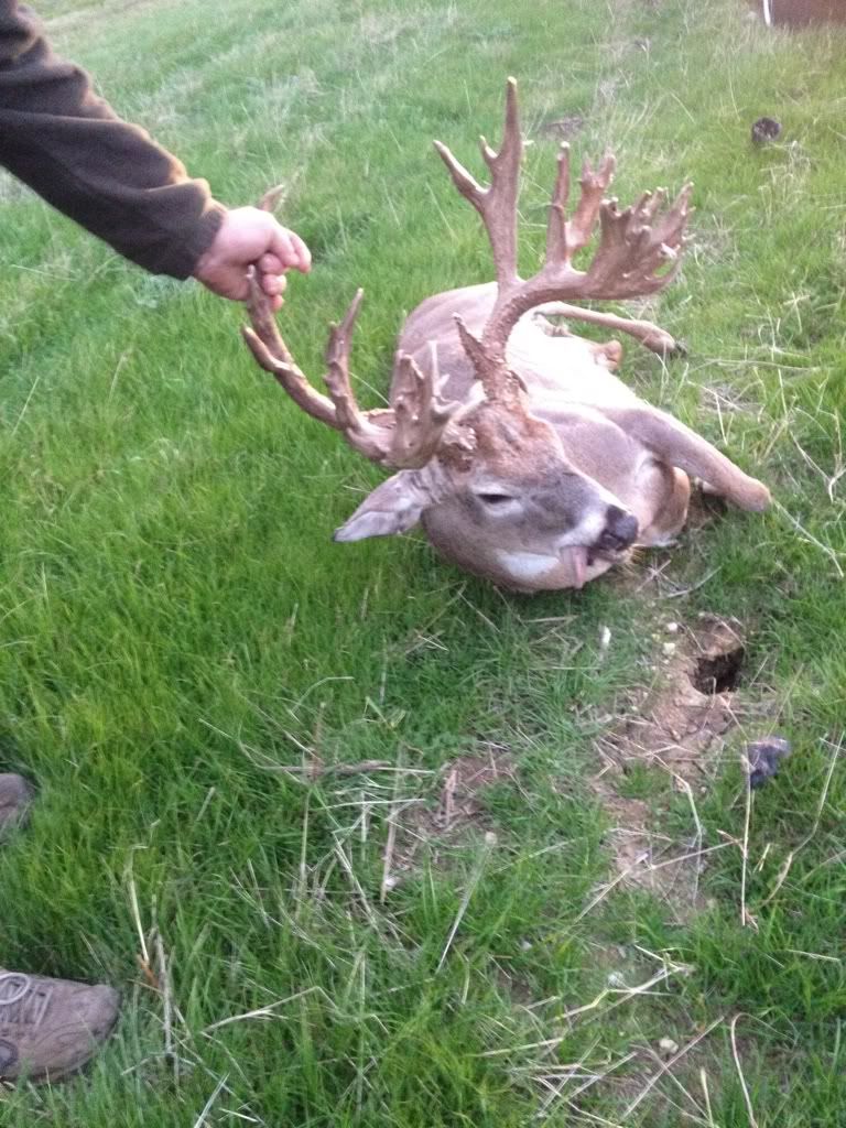 Large Grayson County buck Texas Hunting Forum