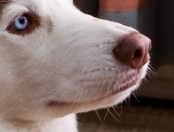 IMAGE: http://i258.photobucket.com/albums/hh280/invertalon/100crop.jpg