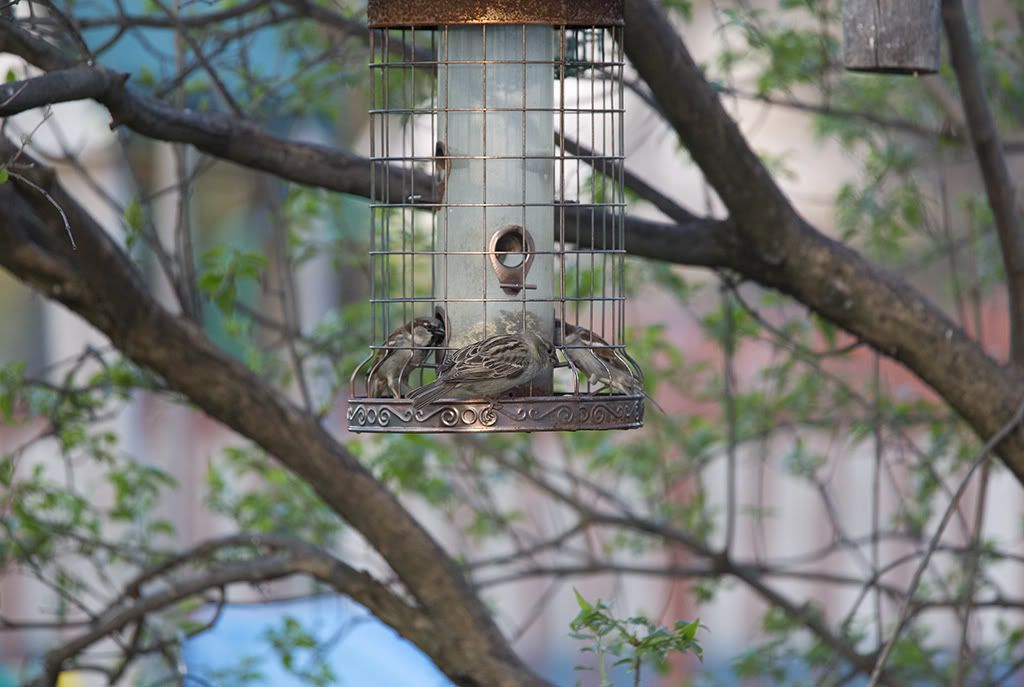 IMAGE: http://i258.photobucket.com/albums/hh280/invertalon/6M3C0258.jpg