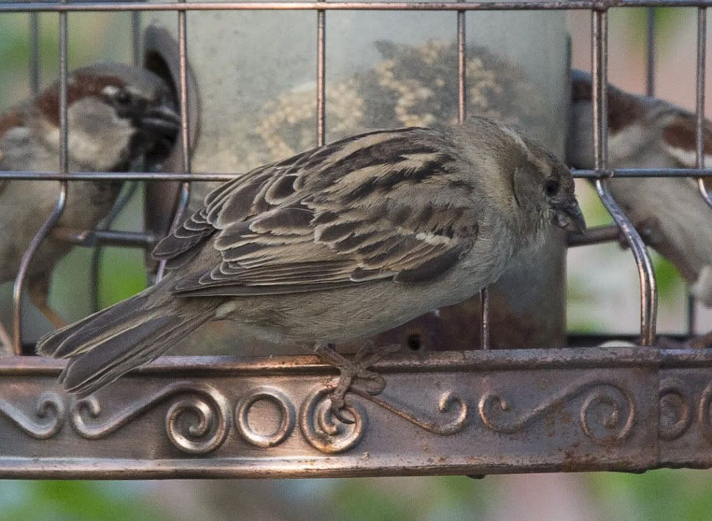 IMAGE: http://i258.photobucket.com/albums/hh280/invertalon/6M3C02582.jpg