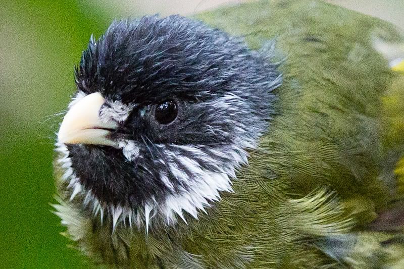 IMAGE: http://i258.photobucket.com/albums/hh280/invertalon/6M3C3243-2.jpg