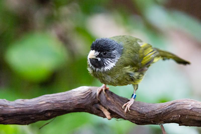 IMAGE: http://i258.photobucket.com/albums/hh280/invertalon/6M3C3243.jpg