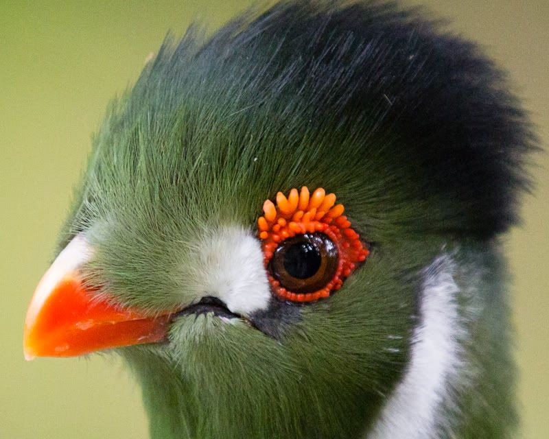 IMAGE: http://i258.photobucket.com/albums/hh280/invertalon/6M3C3270-2.jpg