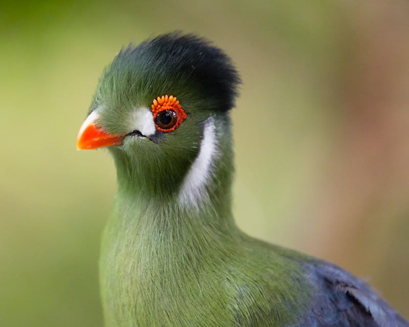 IMAGE: http://i258.photobucket.com/albums/hh280/invertalon/6M3C3270.jpg