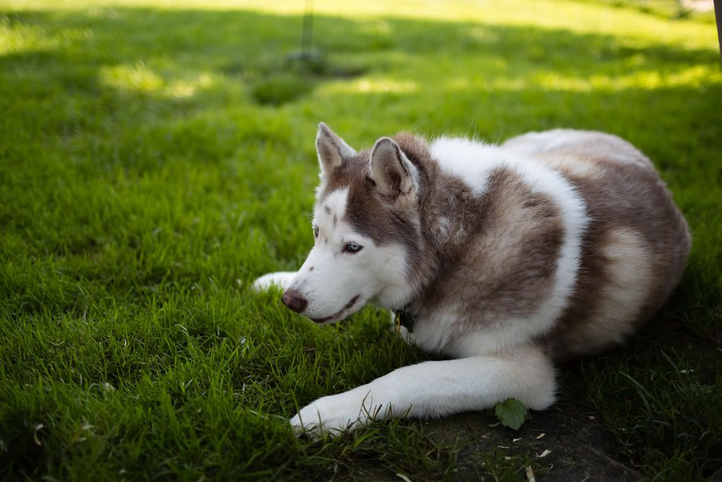 IMAGE: http://i258.photobucket.com/albums/hh280/invertalon/6M3C9560-1.jpg