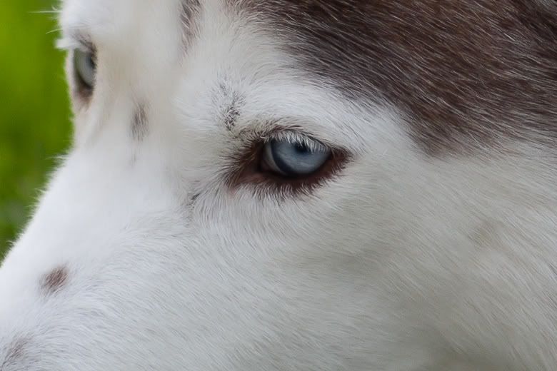 IMAGE: http://i258.photobucket.com/albums/hh280/invertalon/6M3C9560-2-1.jpg