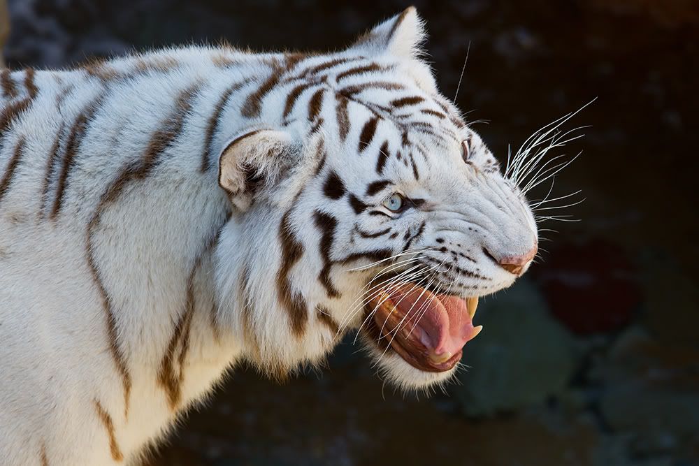 IMAGE: http://i258.photobucket.com/albums/hh280/invertalon/7Dt.jpg