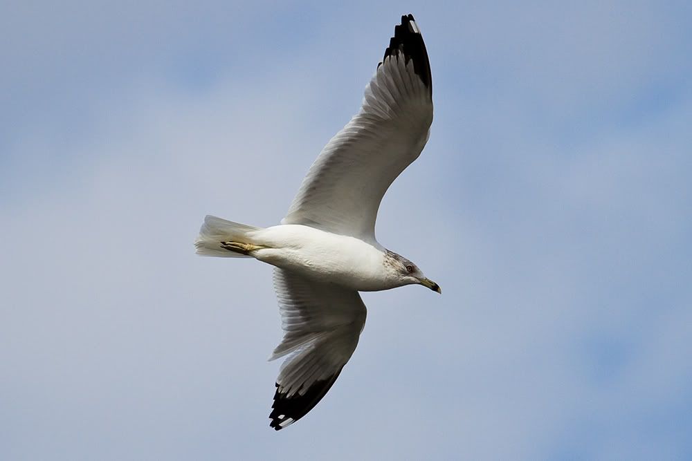 IMAGE: http://i258.photobucket.com/albums/hh280/invertalon/7Dt2.jpg